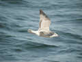 Goéland argenté Larus argentatus argenteus