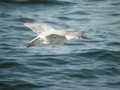 Goéland argenté Larus argentatus argenteus