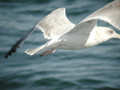 Goéland argenté Larus argentatus argenteus