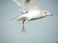 Goéland argenté Larus argentatus argenteus