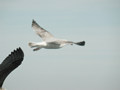 Goéland argenté Larus argentatus argenteus