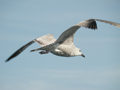 Goéland argenté Larus argentatus argenteus