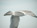 Goéland argenté Larus argentatus argenteus