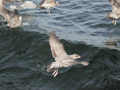 Goéland argenté Larus argentatus argenteus