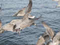 Goéland argenté Larus argentatus argenteus