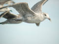 Goéland argenté Larus argentatus argenteus