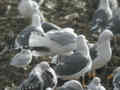 Goéland argenté Larus argentatus argenteus