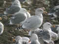 Goéland argenté Larus argentatus argenteus