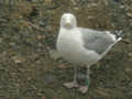 Goéland argenté Larus argentatus RM0