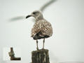 Goéland argenté Larus argentatus 