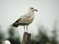 Goéland argenté Larus argentatus 1er hiver