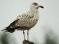 Goéland argenté Larus argentatus