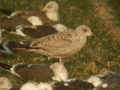 Goéland argenté Larus argentatus