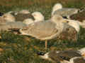 Goéland argenté Larus argentatus