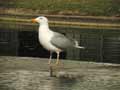 Goéland argenté Larus argentatus