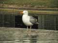 Goéland argenté Larus argentatus