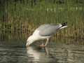 Goéland argenté Larus argentatus