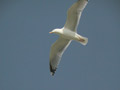 Goéland argenté Larus argentatus