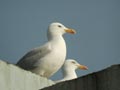 Goéland argenté Larus argentatus