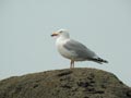 Goéland argenté Larus argentatus