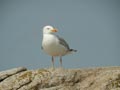 Goéland argenté Larus argentatus