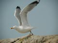 Goéland argenté Larus argentatus