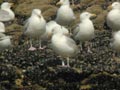 Goéland argenté Larus argentatus