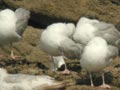 Goéland argenté Larus argentatus