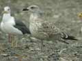 Goéland argenté Larus argentatus