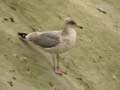 Goéland argenté Larus argentatus