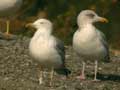 Goéland argenté Larus argentatus