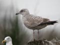 Goéland argenté Larus argentatus