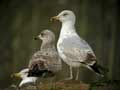 Goéland argenté Larus argentatus