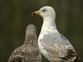 Goéland argenté Larus argentatus