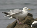 Goéland argenté Larus argentatus