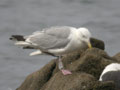 Goéland argenté Larus argentatus