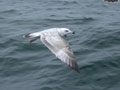 Goéland argenté Larus argentatus