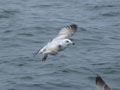 Goéland argenté Larus argentatus