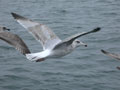 Goéland argenté Larus argentatus