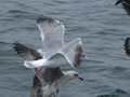 Goéland argenté Larus argentatus