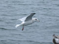 Goéland argenté Larus argentatus