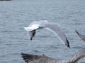 Goéland argenté Larus argentatus