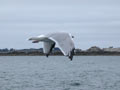 Goéland argenté Larus argentatus