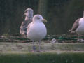 Goéland argenté Larus argentatus