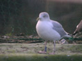 Goéland argenté Larus argentatus