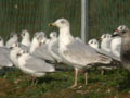 Goéland argenté Larus argentatus