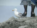 Goéland argenté Larus argentatus