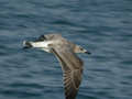 Goéland argenté Larus argentatus