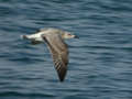 Goéland argenté Larus argentatus