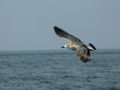 Goéland argenté Larus argentatus